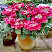 Hydrangea Cherry Explosion 'McKay' - 4" Pot