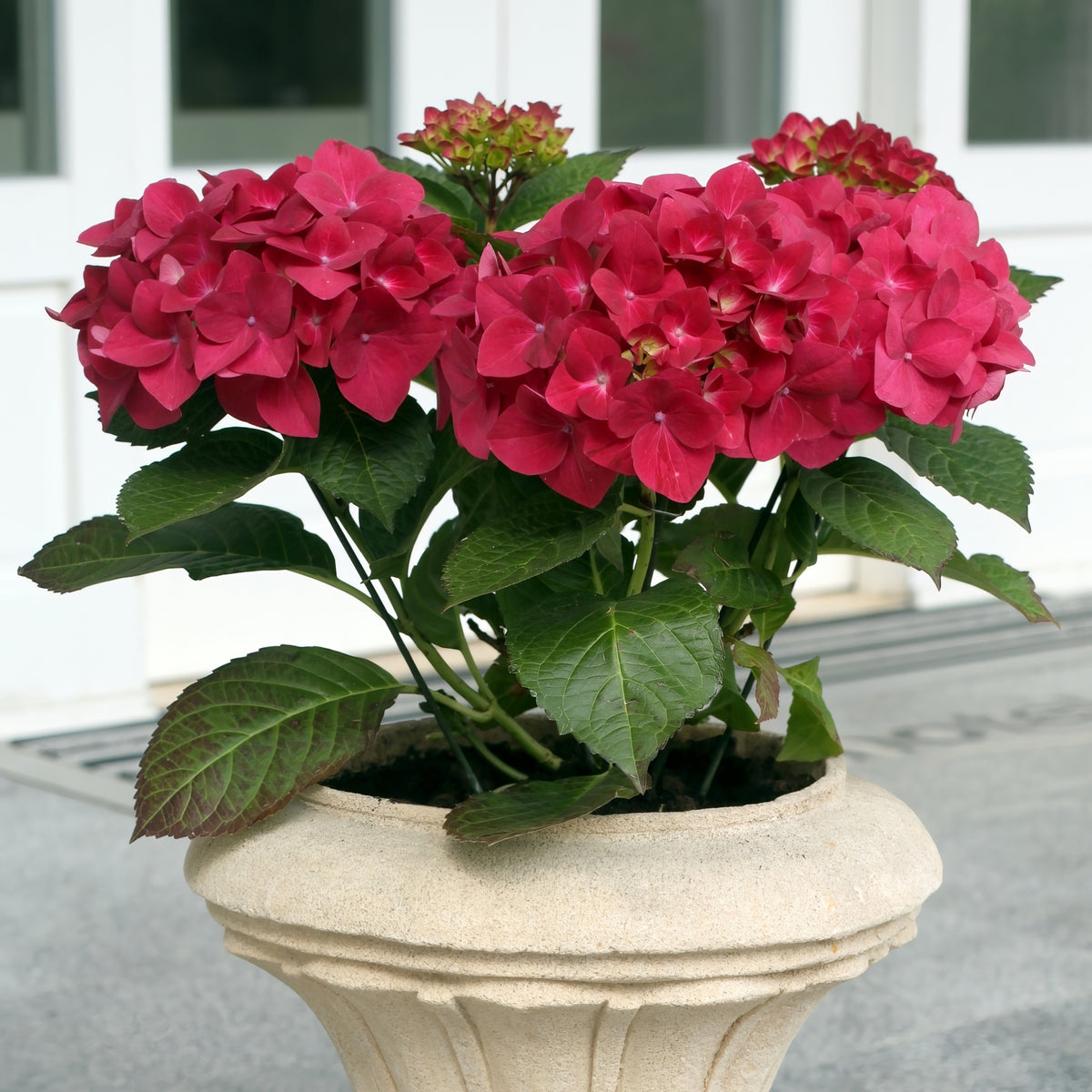 Patio Plant Club - Delivered Monthly, FREE Shipping!
