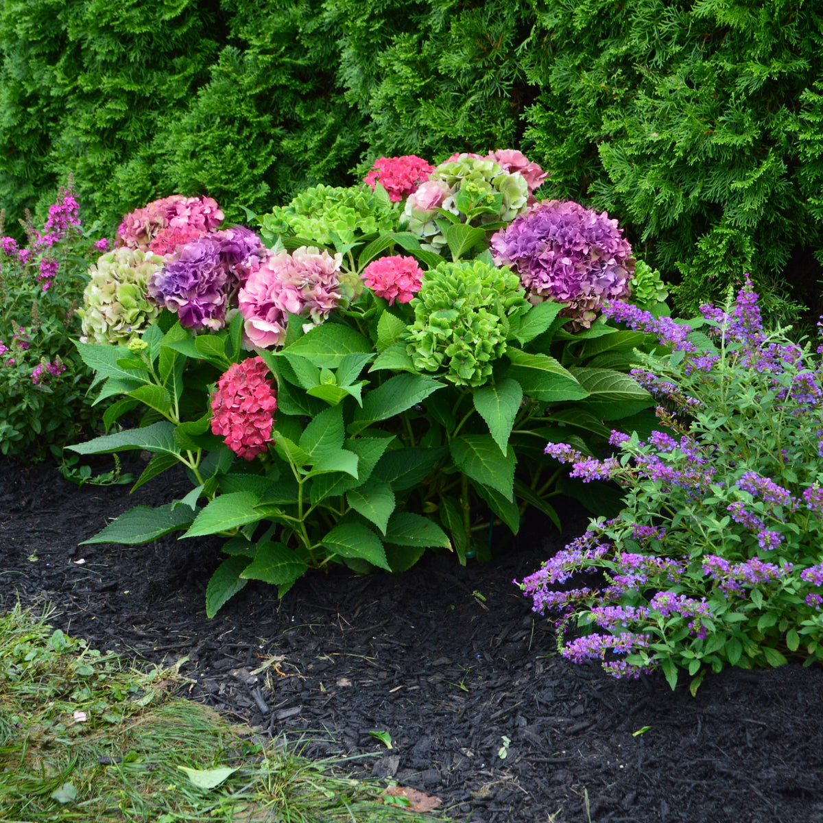 Hydrangea 'Lime Lovebird' - 4" Pot