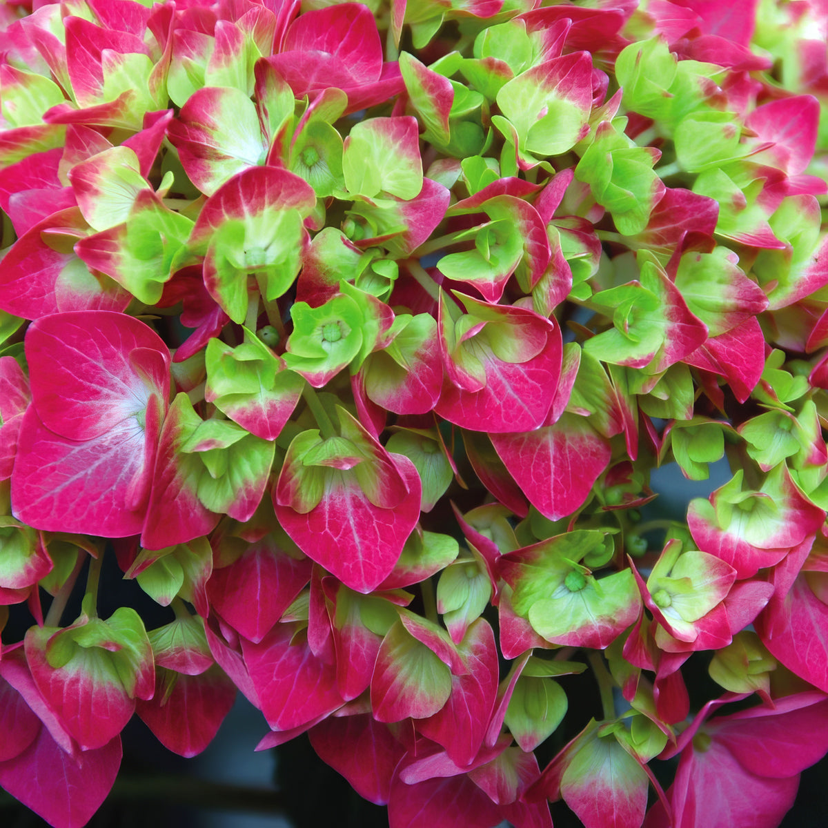 Hydrangea 'Lime Lovebird' - 4" Pot