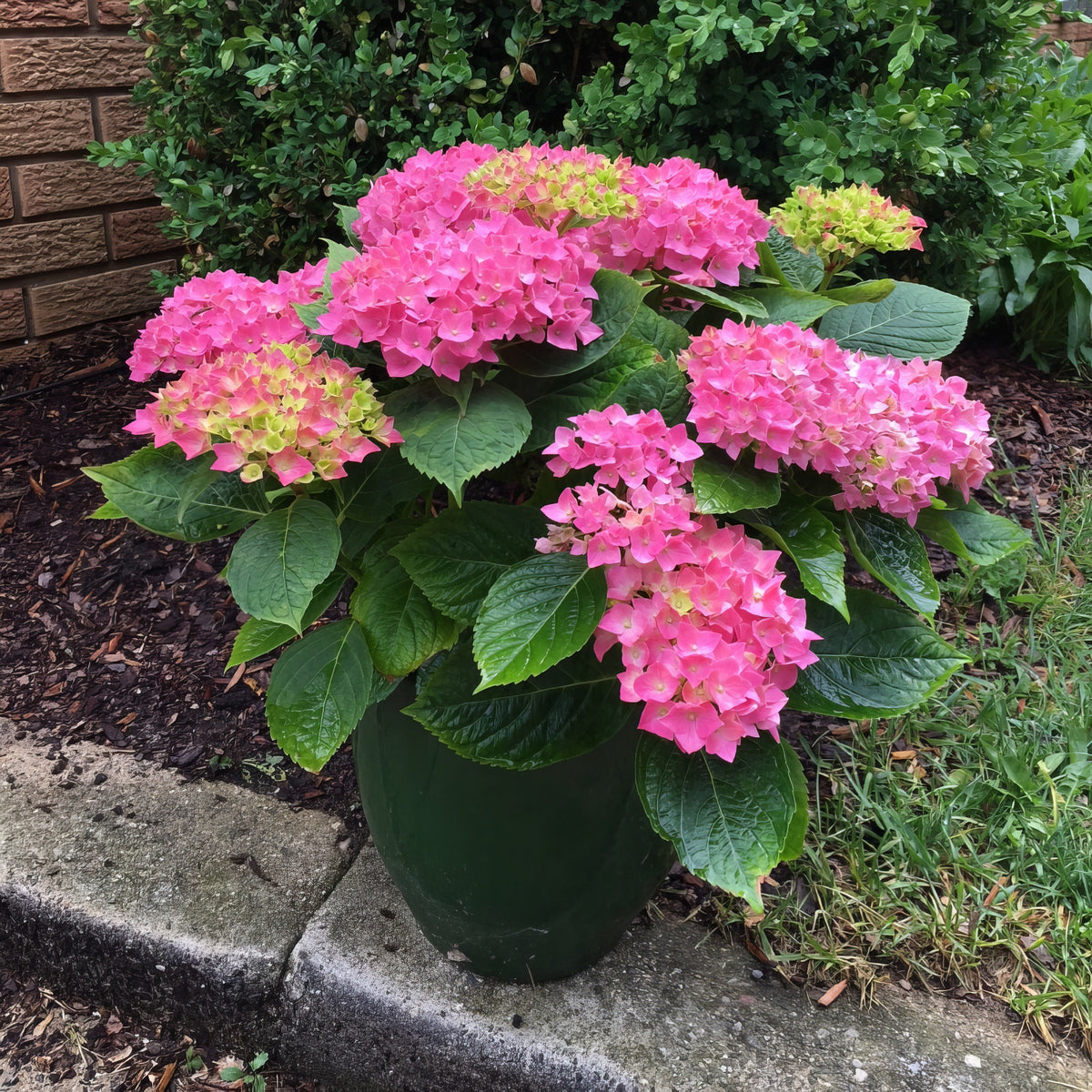 Hydrangea 'Lime Lovebird' - 4" Pot