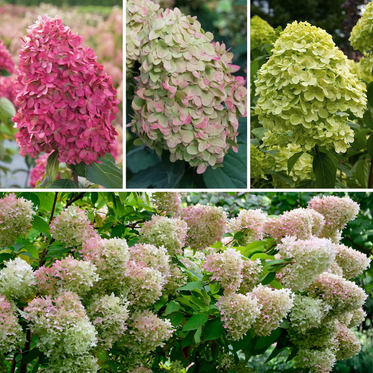 Hydrangea paniculata Limelight Tree - 2 Gallon Pot