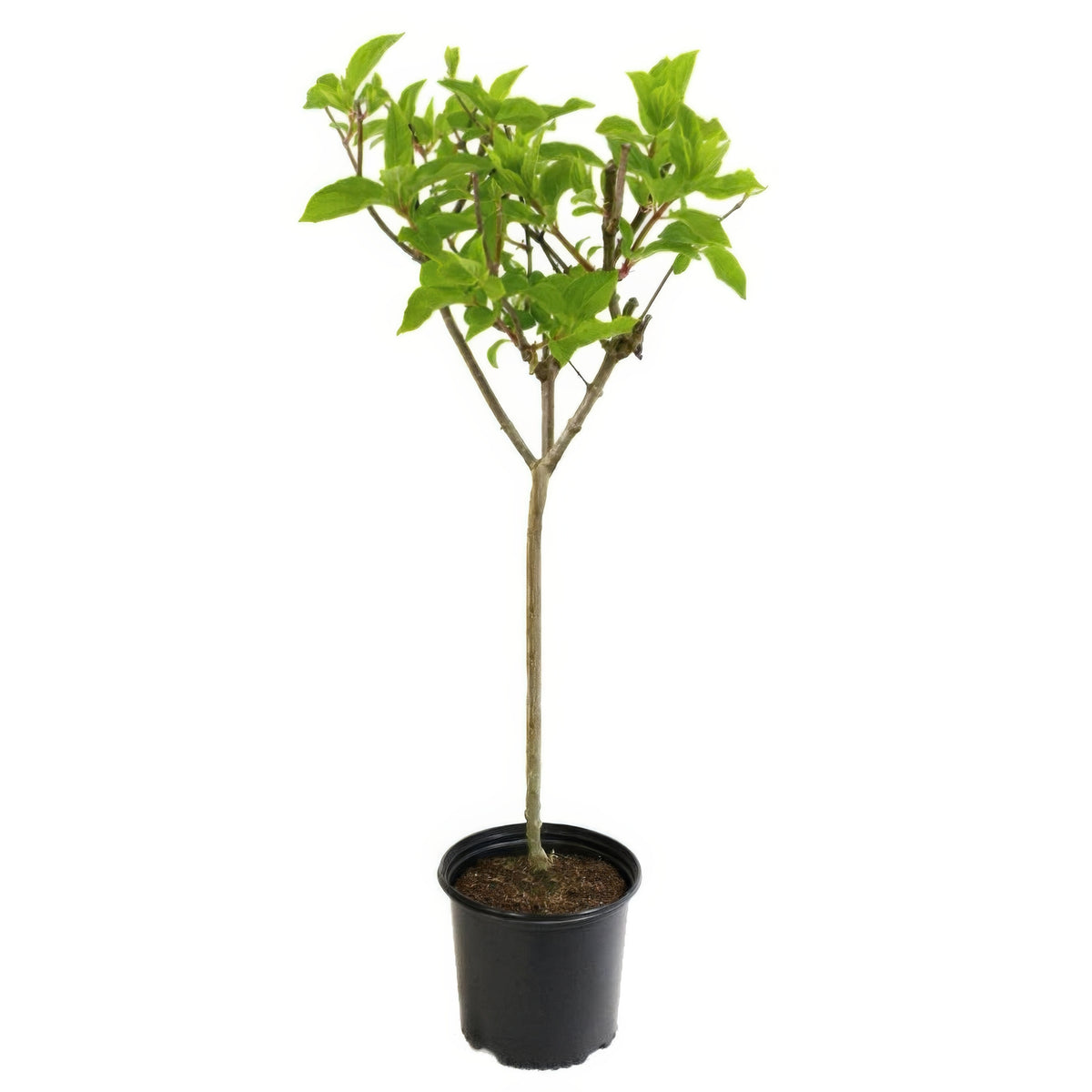 Hydrangea paniculata Limelight Tree - 2 Gallon Pot
