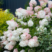 Hydrangea 'Phantom' Tree - 2 Gallon Pot