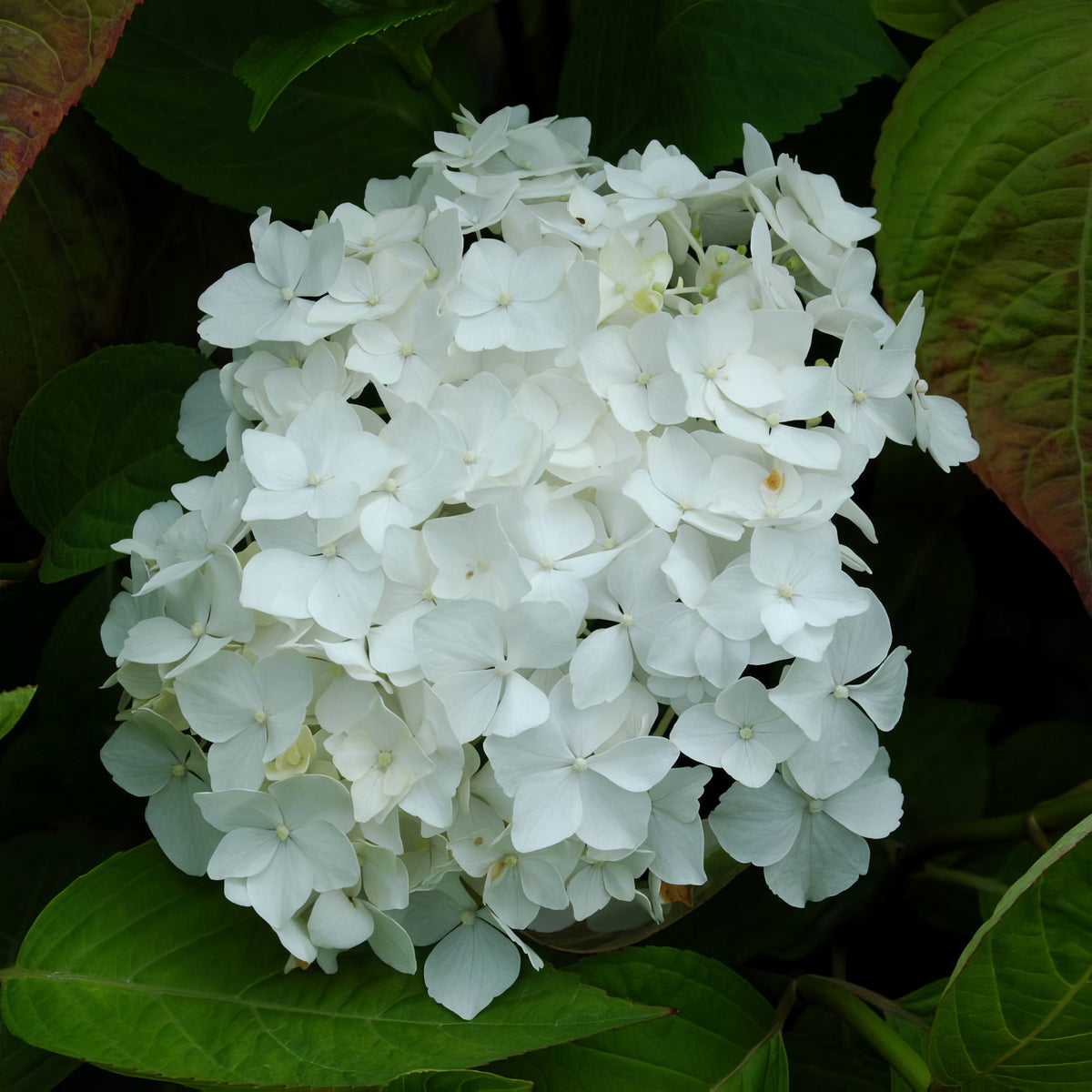 Hydrangea Snow Storm - 4" Pot