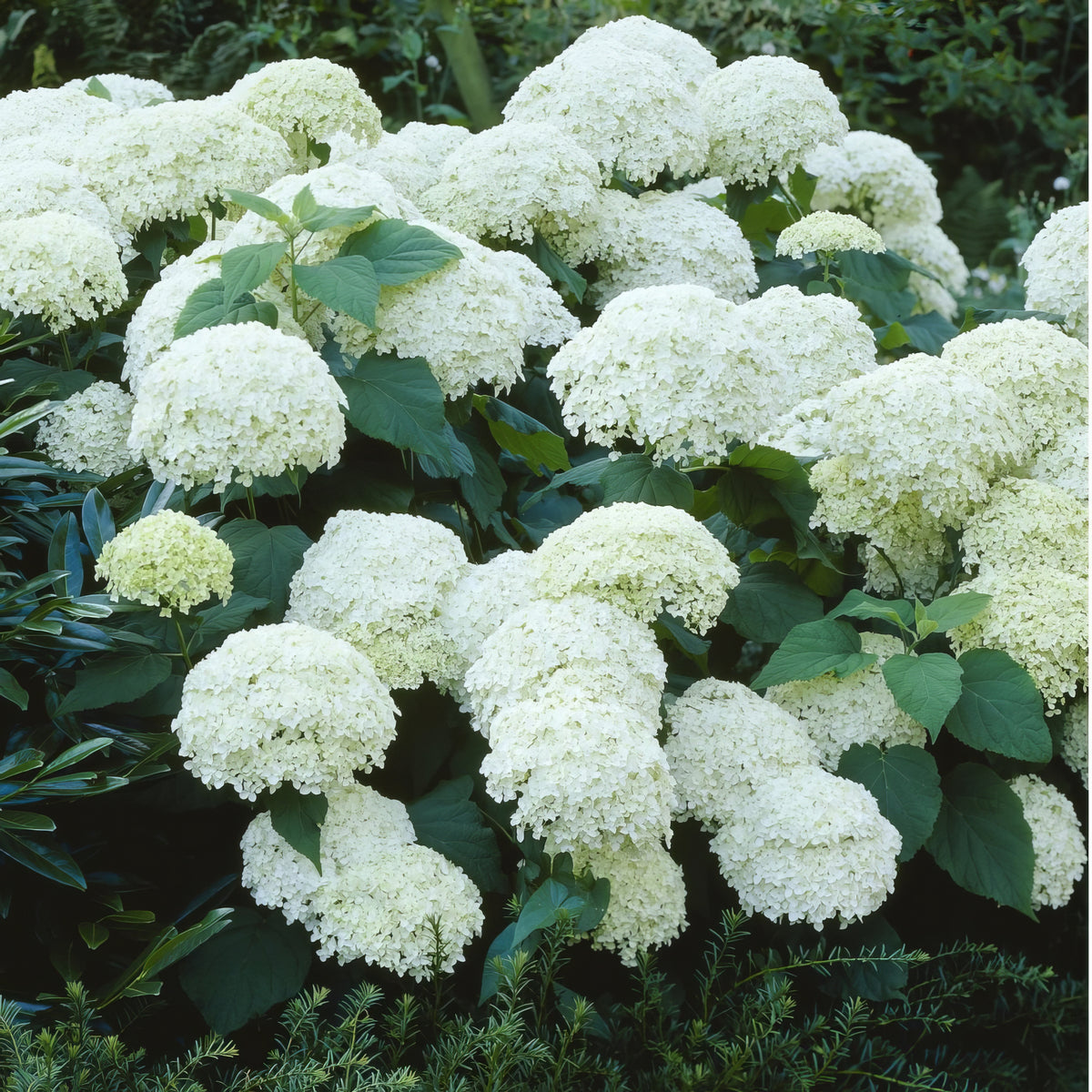 Hydrangea Snow Storm - 4" Pot