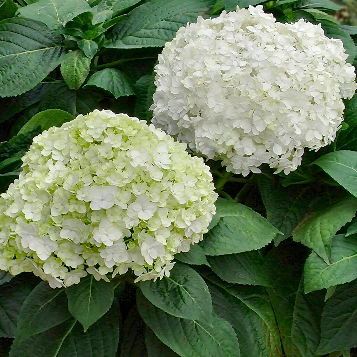 Hydrangea Snow Storm - 4" Pot