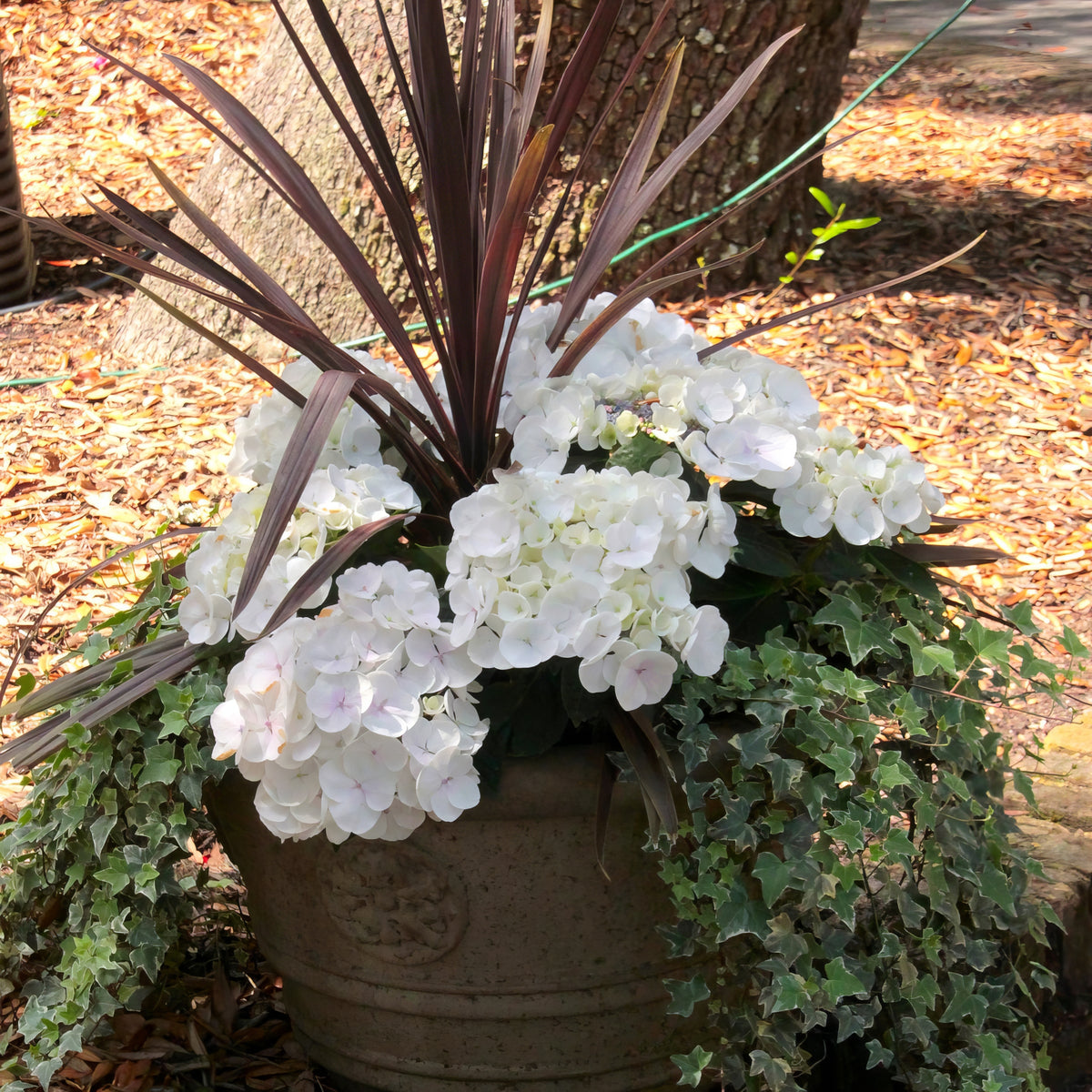 Hydrangea Snow Storm - 4" Pot
