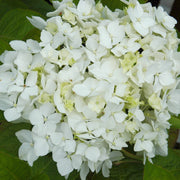 Hydrangea Snow Storm - 4" Pot