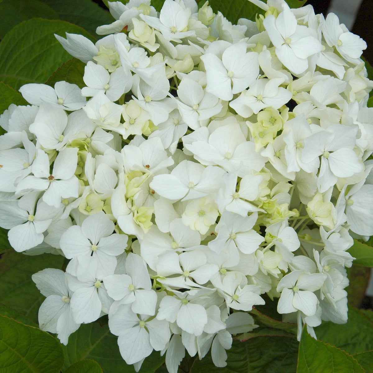 Hydrangea Snow Storm - 4" Pot