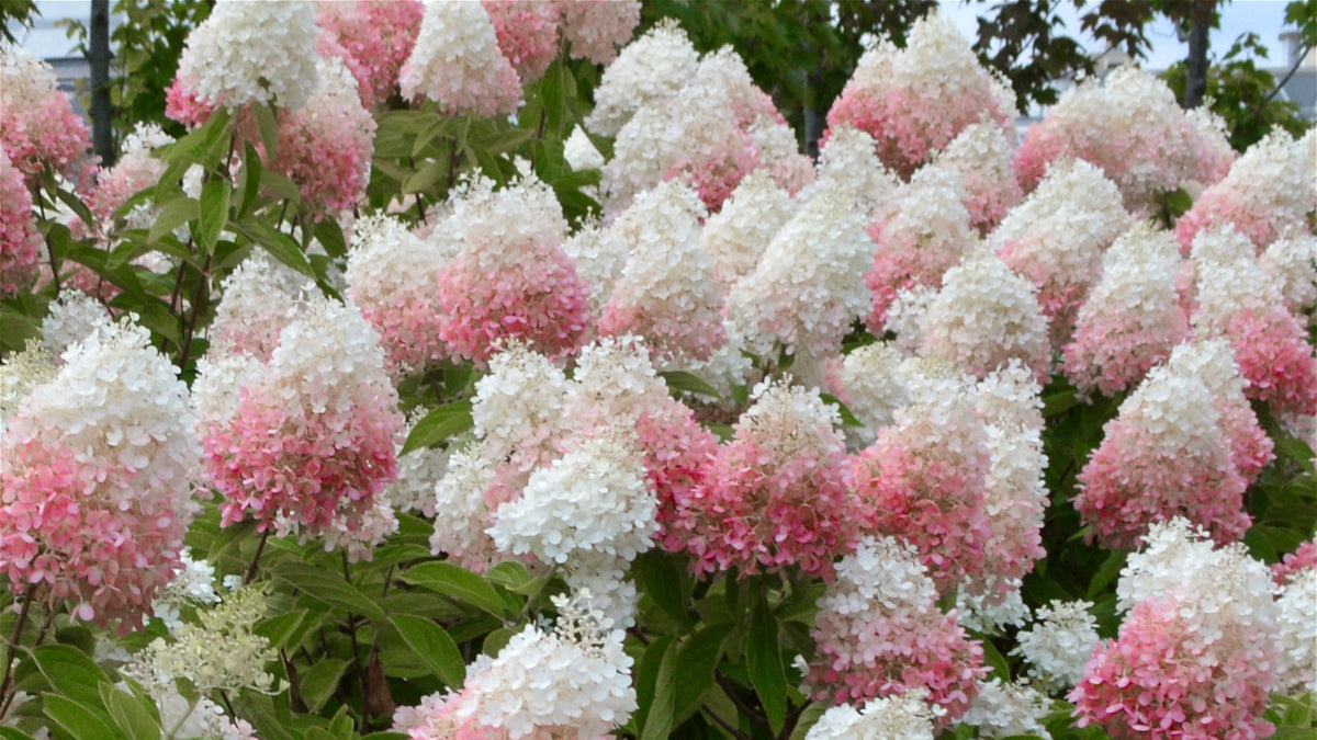 Hydrangea Strawberry Sundae - 1 Gallon Pot