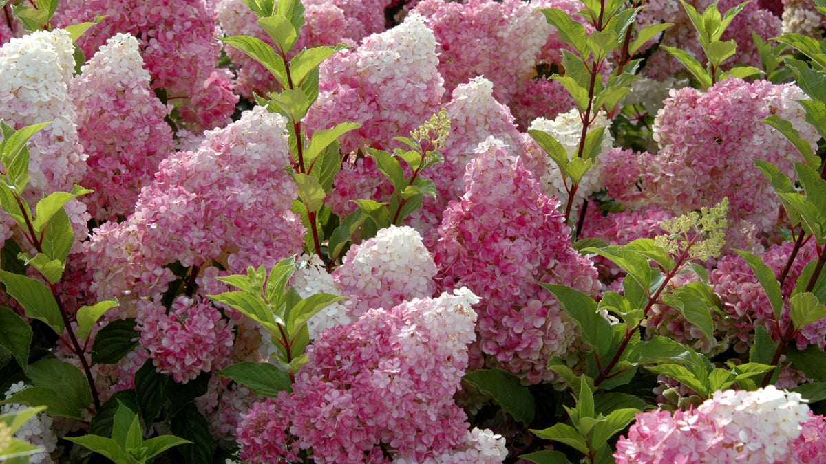 Hydrangea Strawberry Sundae - 1 Gallon Pot