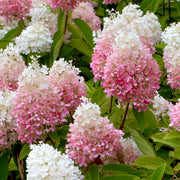 Hydrangea Strawberry Sundae - 1 Gallon Pot