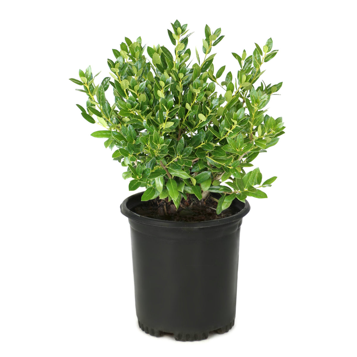 Ilex, Holly 'Needlepoint' - 1 Gallon Pot (NOVEMBER PICK UP SALE)