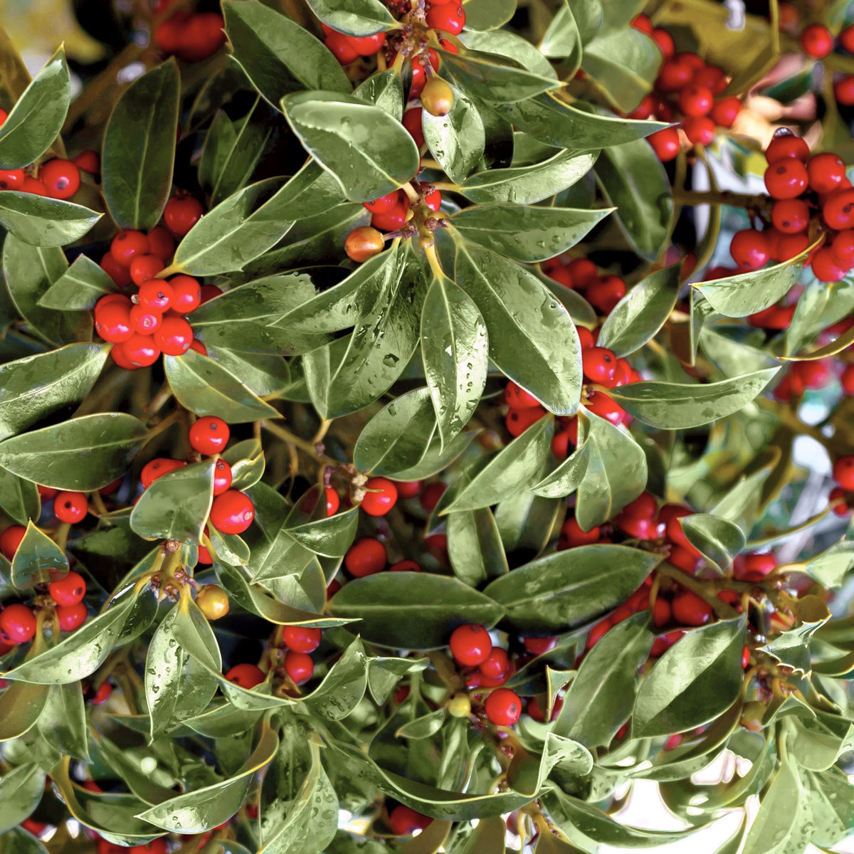 Ilex, Holly 'Needlepoint' - 2.5" Pot (NOVEMBER PICK UP SALE)