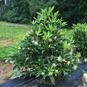 Illicium Star Flower 'Orion' - 3 Gallon Pot (NOVEMBER PICK UP SALE)