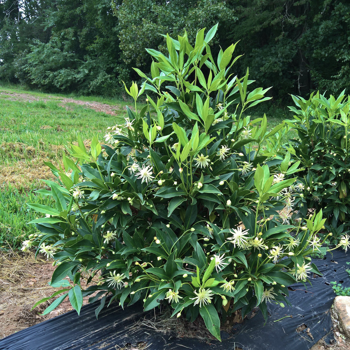 Illicium Star Flower 'Orion' - 3 Gallon Pot (NOVEMBER PICK UP SALE)