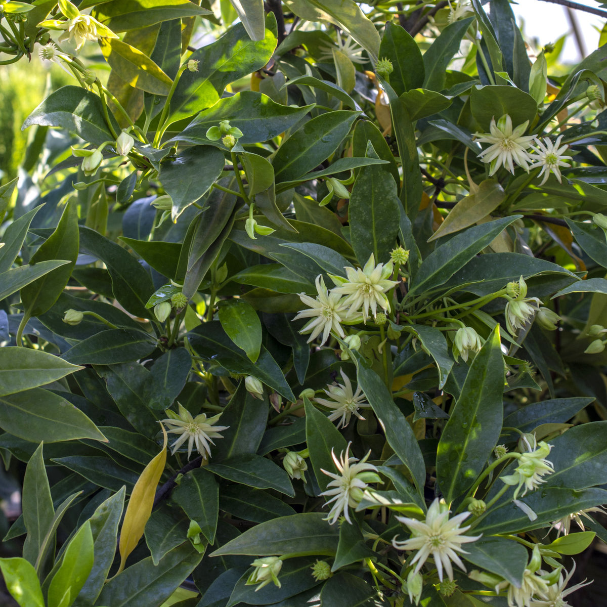 Illicium Star Flower 'Orion' - 3 Gallon Pot (NOVEMBER PICK UP SALE)