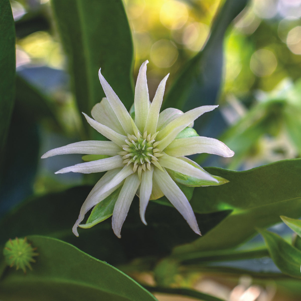 Illicium Star Flower 'Orion' - 3 Gallon Pot (NOVEMBER PICK UP SALE)