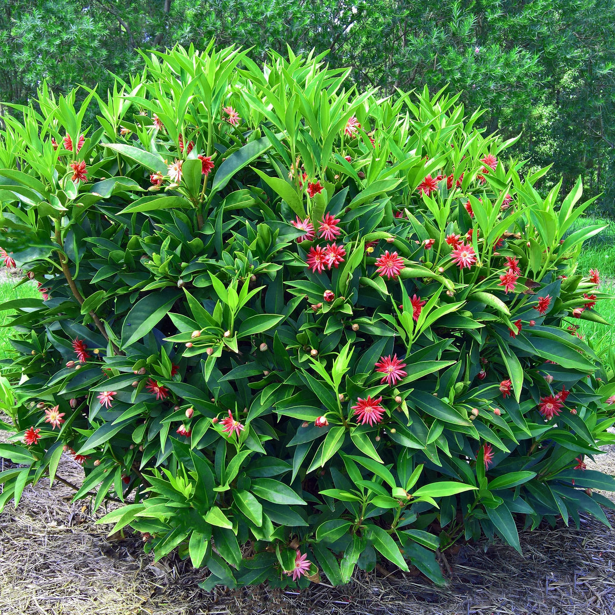 Illicium Star Flower 'Scorpio' - 3 Gallon Pot (NOVEMBER PICK UP SALE)