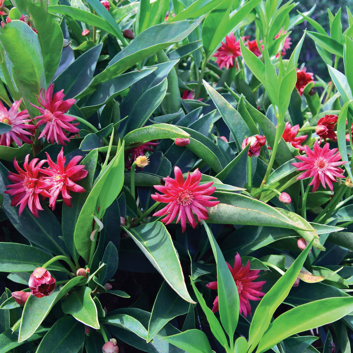 Illicium Star Flower 'Scorpio' - 3 Gallon Pot (NOVEMBER PICK UP SALE)