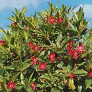 Illicium Star Flower 'Scorpio' - 3 Gallon Pot (NOVEMBER PICK UP SALE)