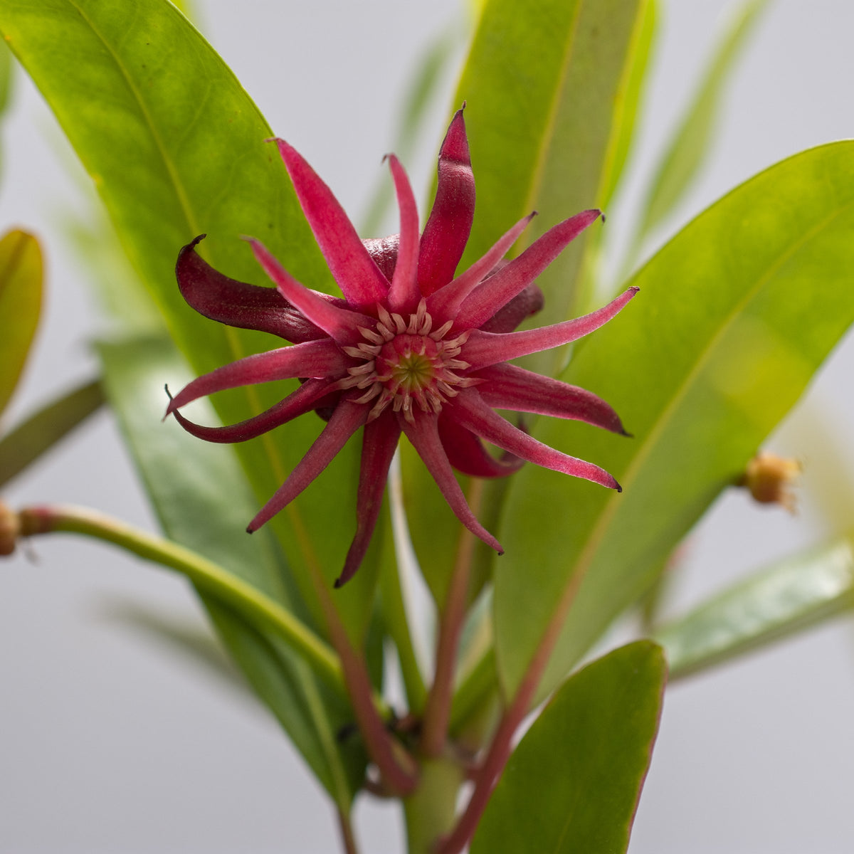 Illicium Star Flower 'Scorpio' - 3 Gallon Pot (NOVEMBER PICK UP SALE)