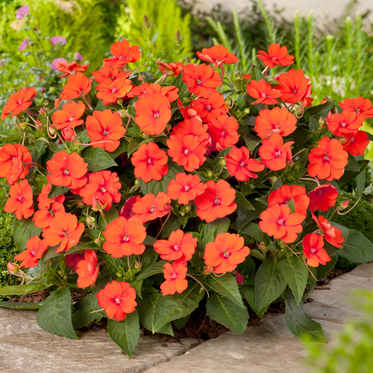Impatiens, SunPatiens® Vigorous Orange Improved (Tangerine) - 2.5" Pot