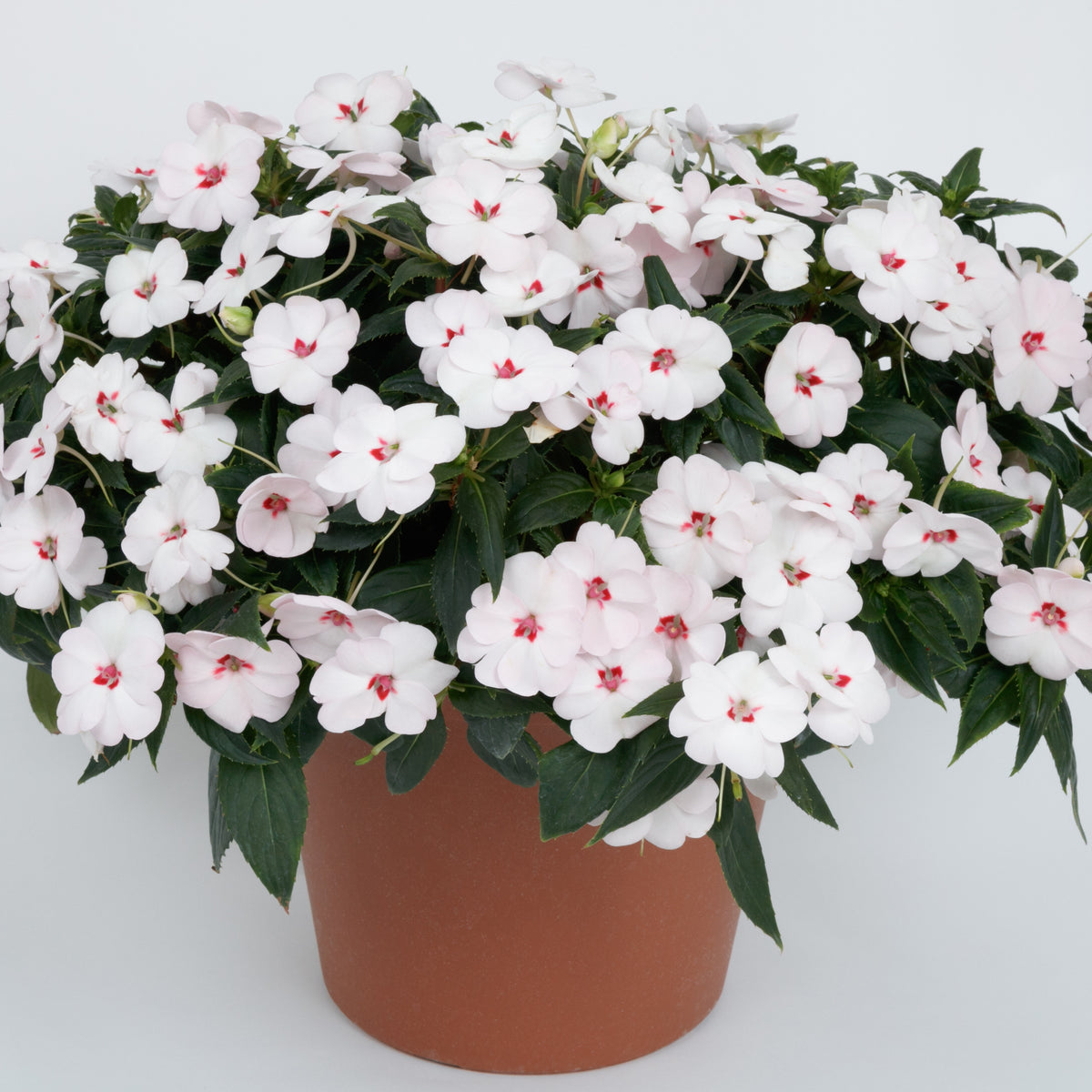 Patio Plant Club - Delivered Monthly, FREE Shipping!