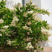 Ligustrum japonicum Wax Leaf - Square Quart