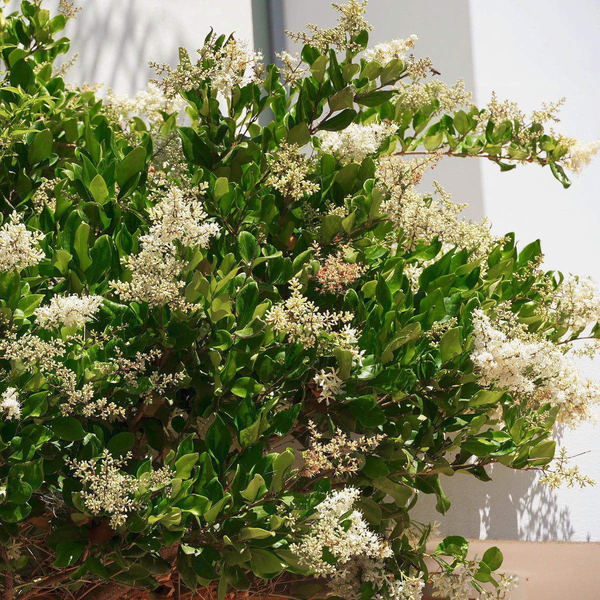 Ligustrum japonicum Wax Leaf - Square Quart