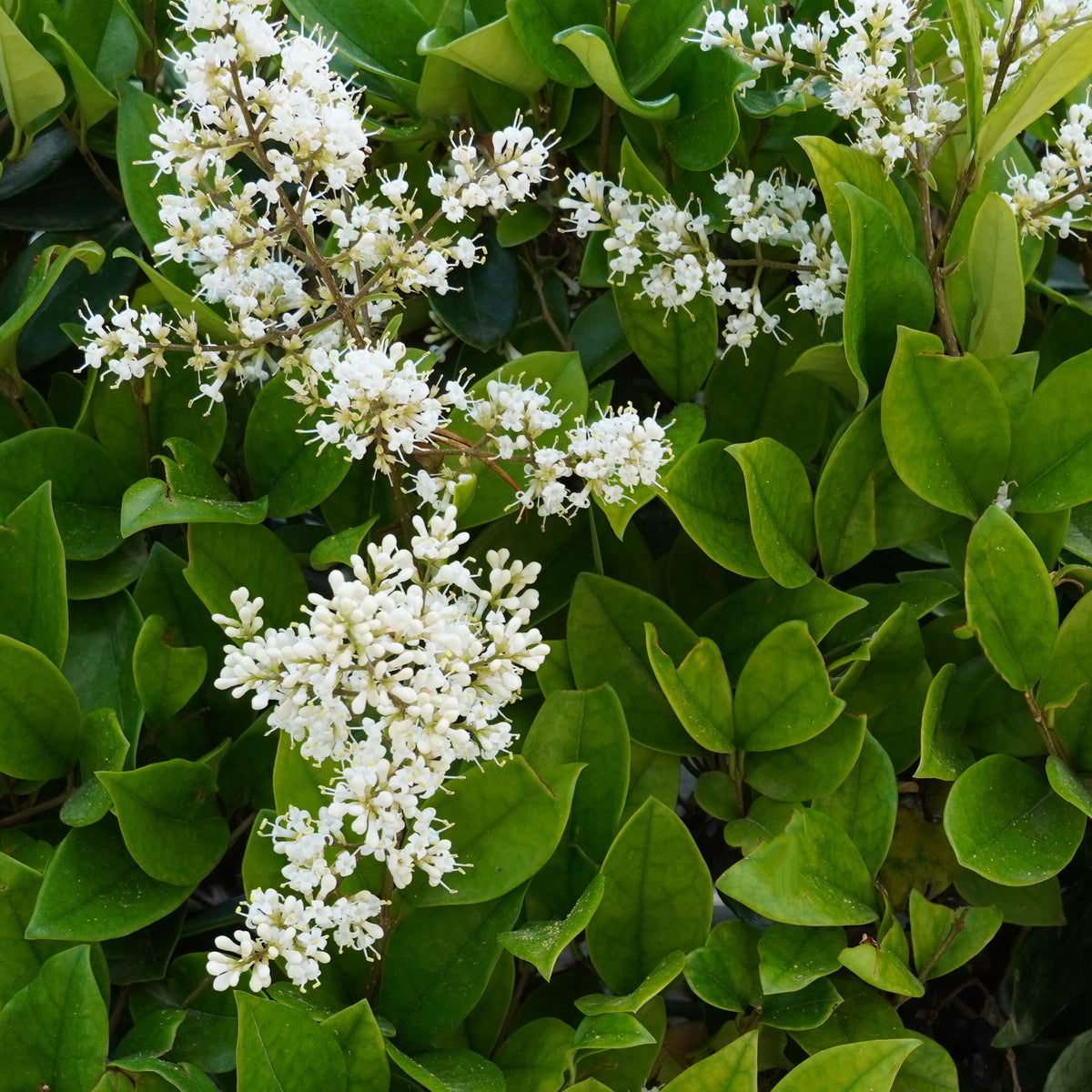 Ligustrum japonicum Wax Leaf - Square Quart