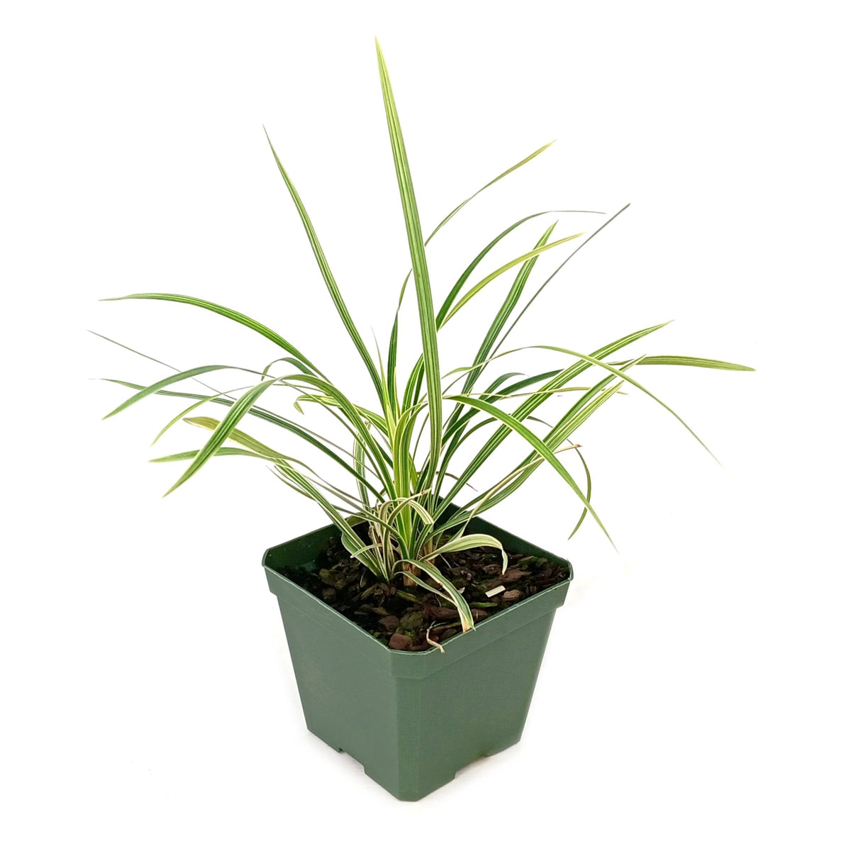 Variegated 'Aztec' Liriope - 4" Pot