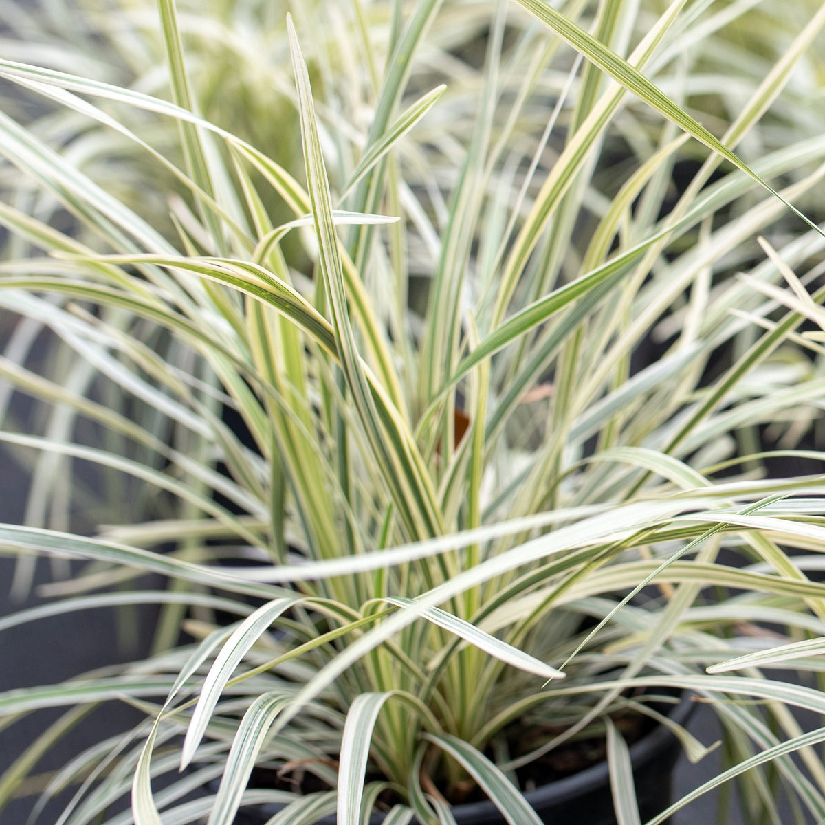 Variegated 'Aztec' Liriope - 4" Pot