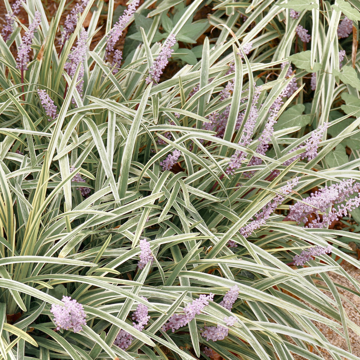 Liriope Silver Dragon - 1 Gallon Pot