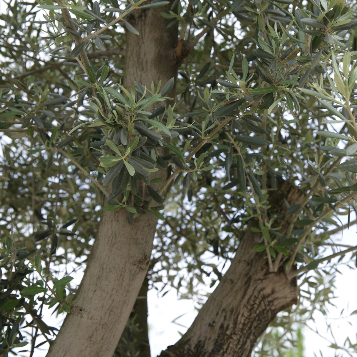 Olea europaea Olive 'Wilsonii' - 6" Pot