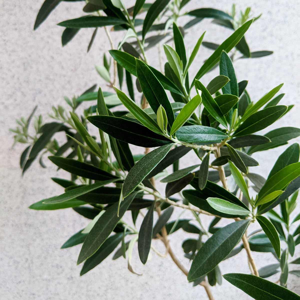 Olea europaea Olive 'Wilsonii' - 6" Pot