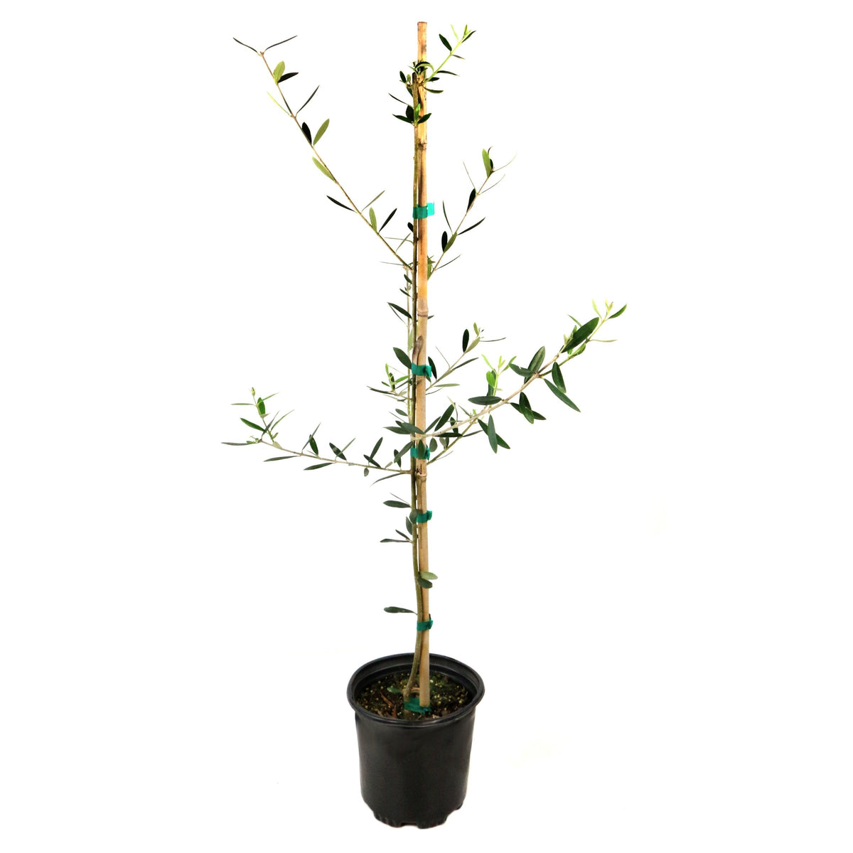 Olea europaea Olive 'Wilsonii' - 6" Pot