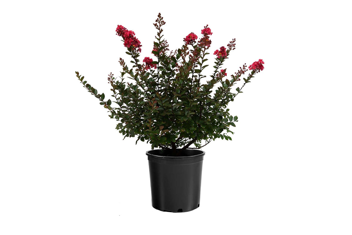 Crape Myrtle (Dwarf) Lagerstroemia 'My Fair Myrtle' - 3G Pot