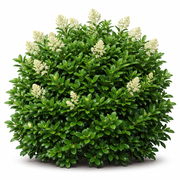 Ligustrum Wax Leaf - 3 Gallon Pot