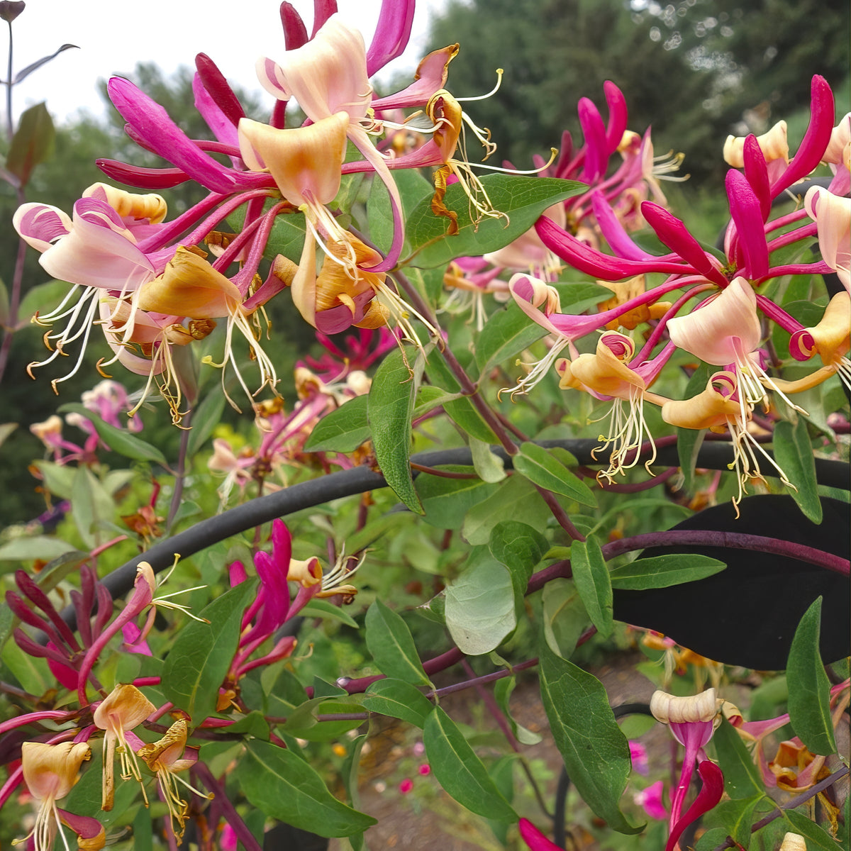 Lonicera 'Peaches & Cream' Honeysuckle - 4" Pot (NOVEMBER PICK UP SALE)