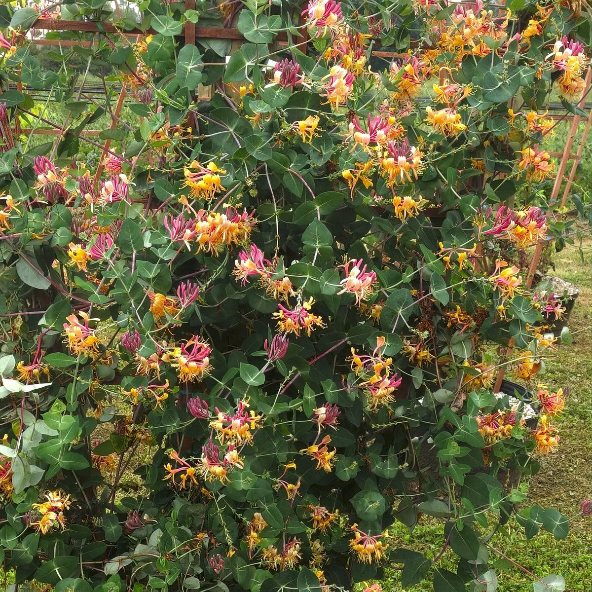 Lonicera 'Peaches & Cream' Honeysuckle - 4" Pot (NOVEMBER PICK UP SALE)