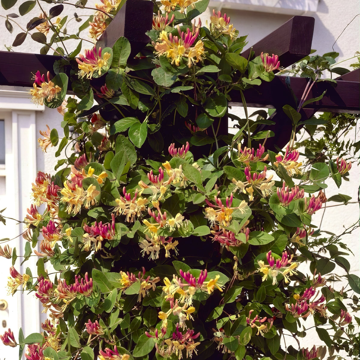 Lonicera 'Peaches & Cream' Honeysuckle - 4" Pot (NOVEMBER PICK UP SALE)