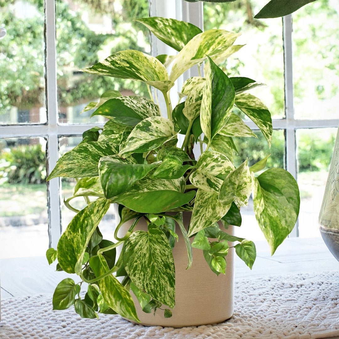 Epipremnum Marble Queen Pothos - 4" Pot