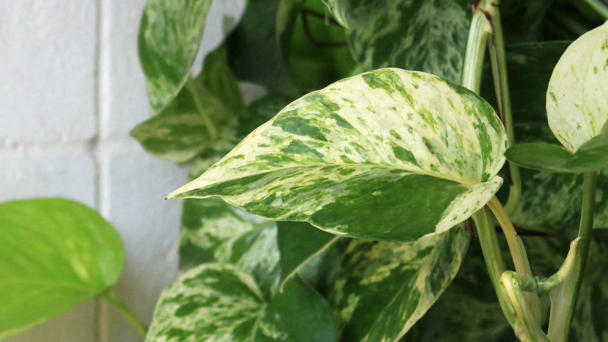 Epipremnum Marble Queen Pothos - 4" Pot