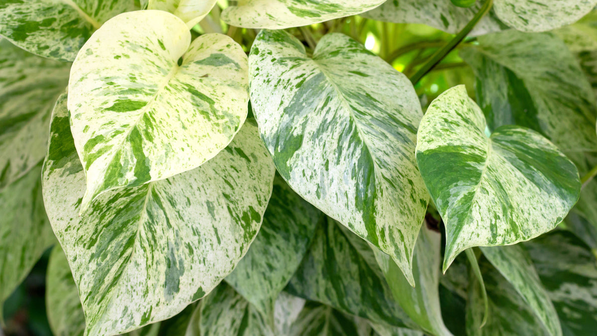 Epipremnum Marble Queen Pothos - 4" Pot