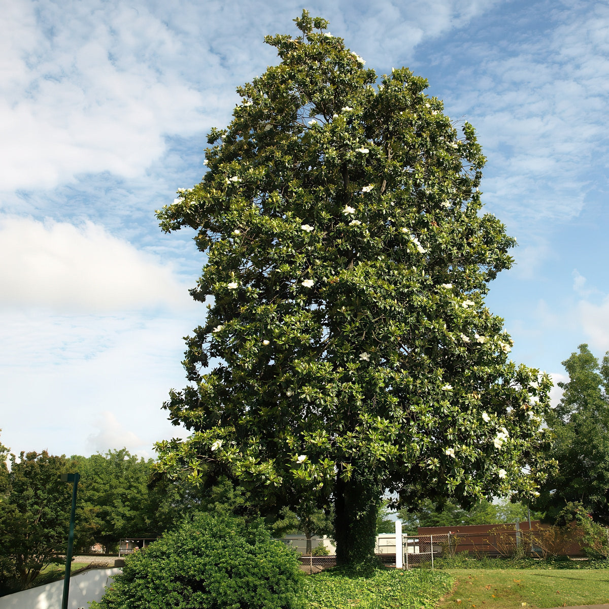 Magnolia, 'Moonglow®' Tree - 2 Gallon Pot