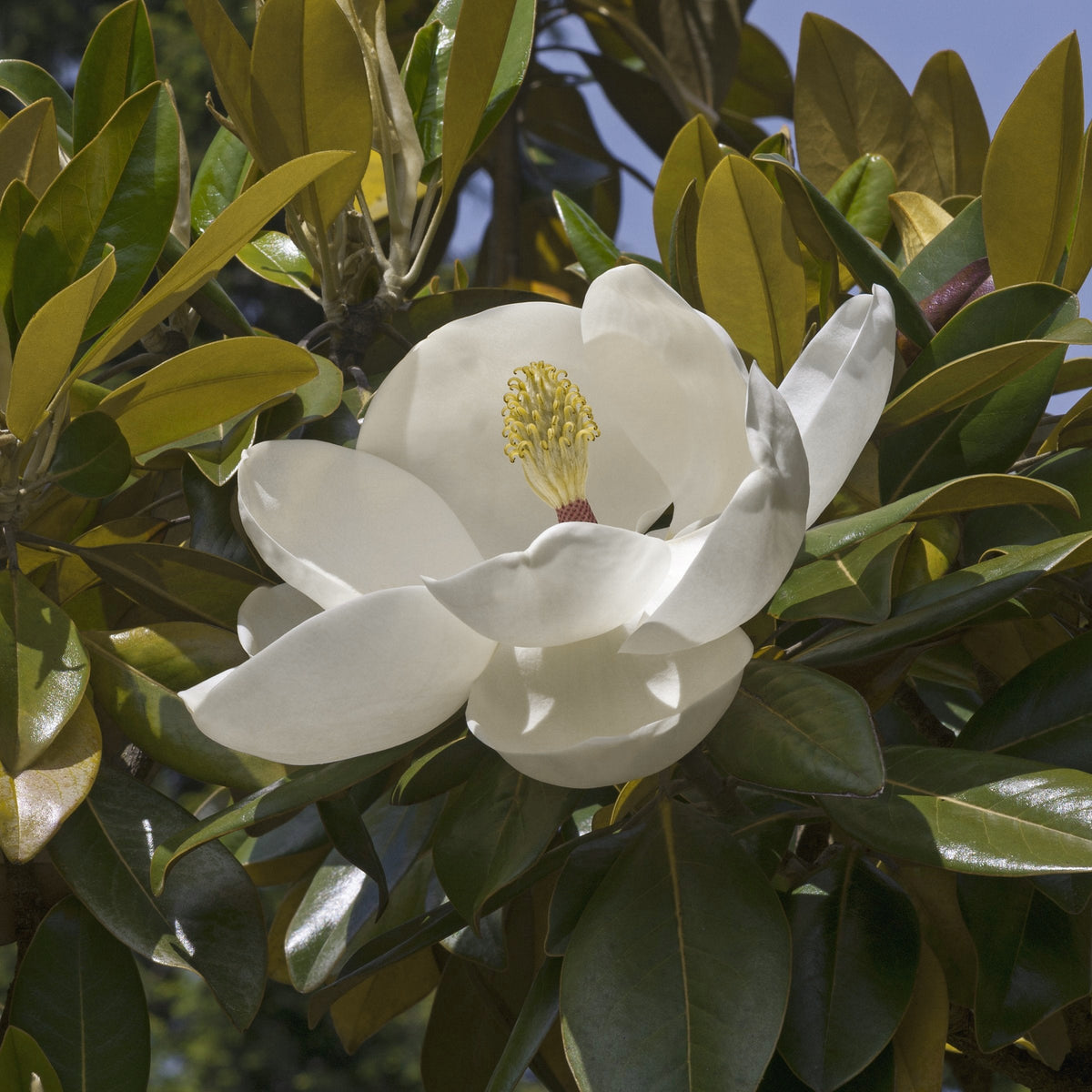 Magnolia, 'Moonglow®' Tree - 2 Gallon Pot