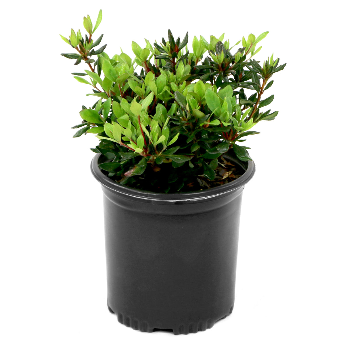Azalea 'Rene Michelle' - 1 Gallon Pot