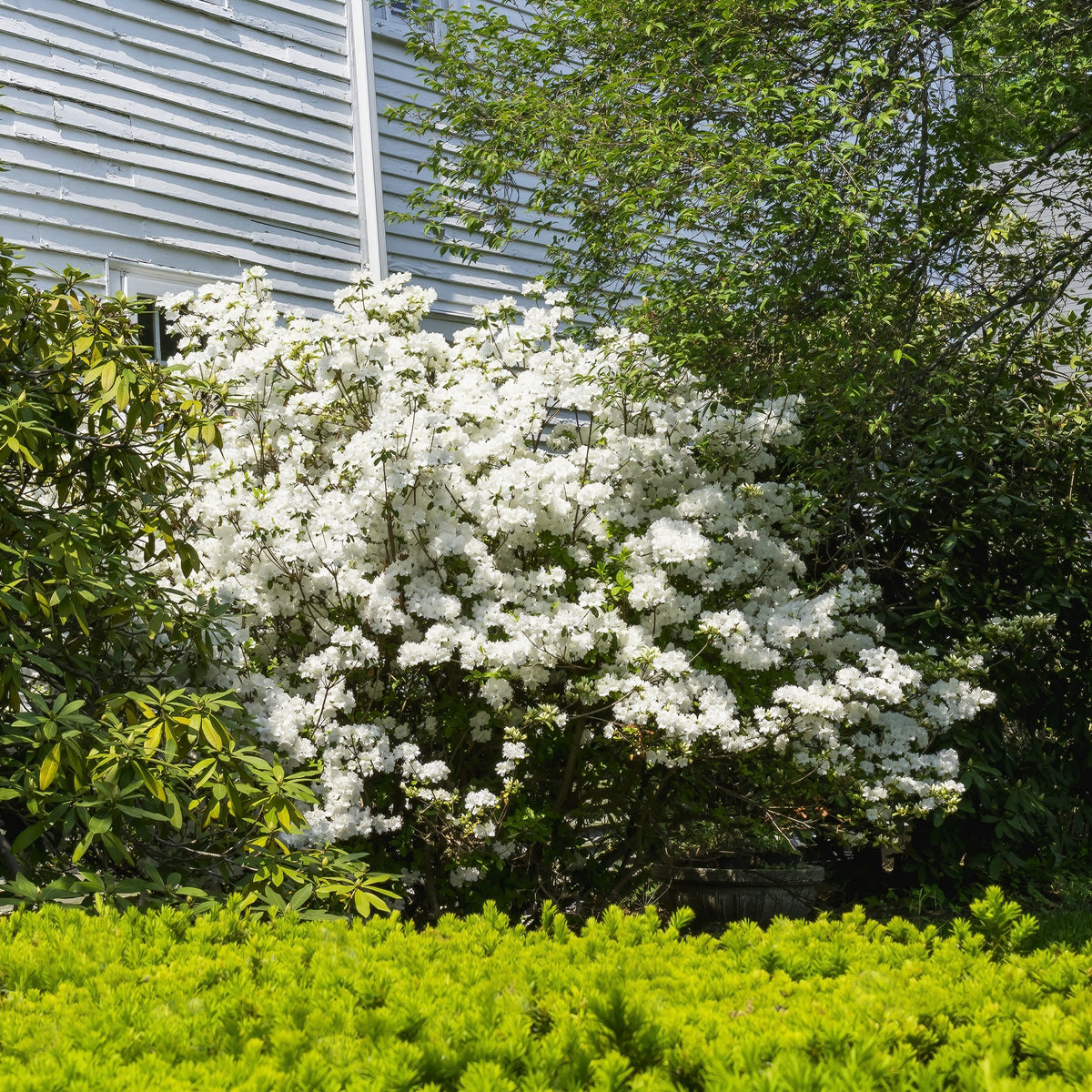 Azalea, 'Delaware Valley White' - 1 Gallon Pot